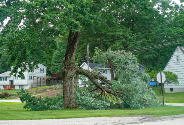 Tree Branch Trimming in Rahway, NJ